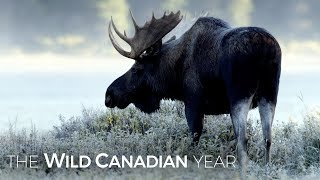 Moose Are One Of The Last Species You’d Expect To Be Swimming For Their Supper | Wild Canadian Year