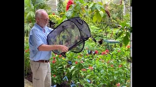 Butterfly Release