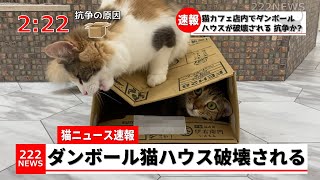 【猫ニュース】猫カフェ店内でダンボールの猫ハウスが破壊される。猫同士の抗争か？