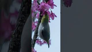 花若盛開，蝴蝶自來尖石之美櫻花開了～小鳥就來囉！photo by 林郁鳴