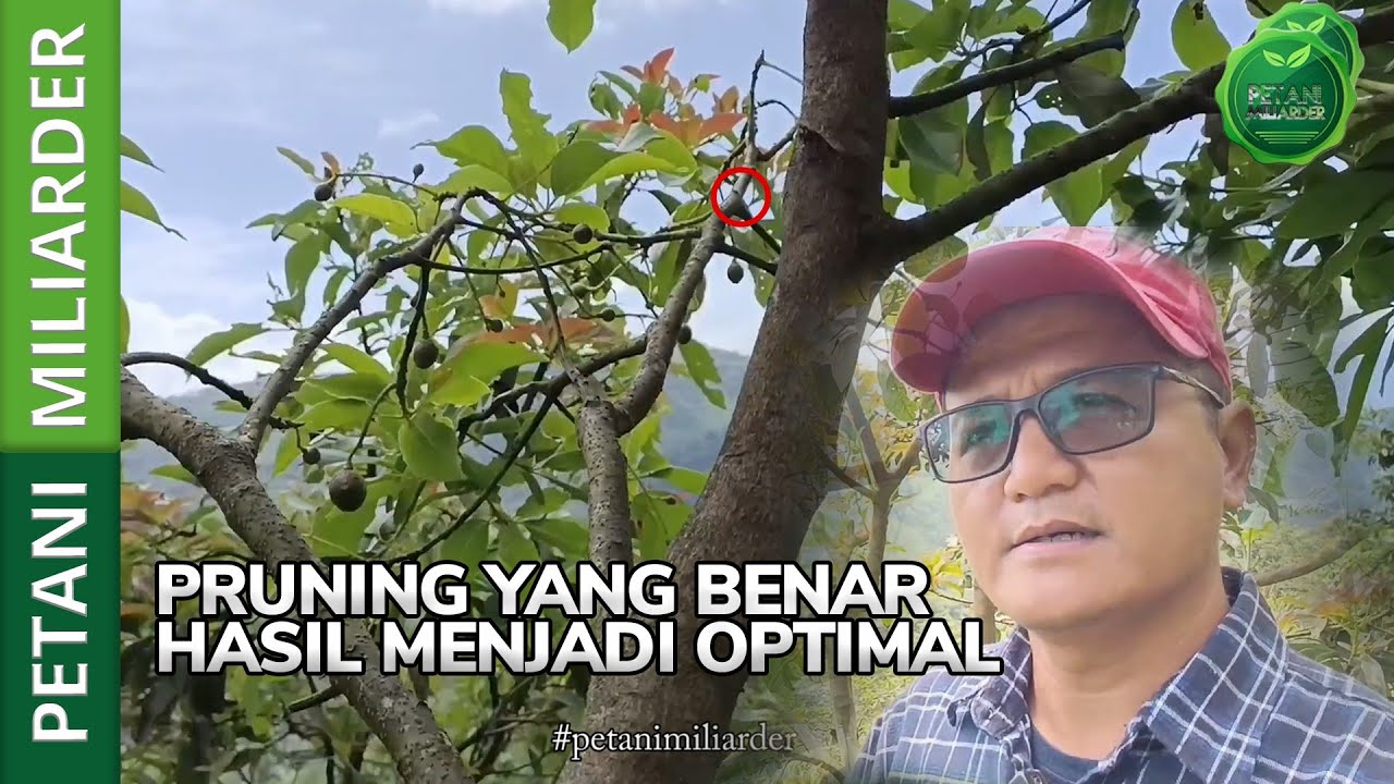 PRUNING YANG BENAR HASIL OPTIMAL || PETANI MILIARDER - YouTube