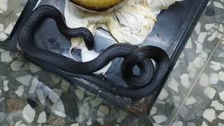 【王蛇】墨西哥黑王蛇吃老鼠 Mexican Black Kingsnake eats mouse