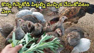 How to grow small guineafowl chicks at home | @youngfarmeratoztelugu