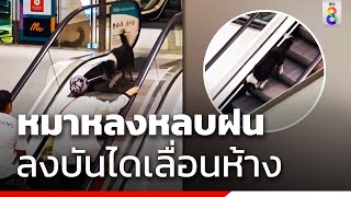 หมาหลงหลบฝน ลงบันไดเลื่อนห้าง | คุยคลิปเด็ด | ข่าวช่อง8