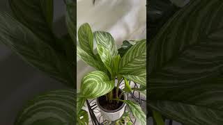 Aglaonema Modestum  #queenb84 #trending #satisfying #viral #plant #plants #aglaonema #houseplants