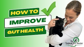 How To Improve Your Cat And Dog's Gut Health - Holistic Vet | Natural Pet Care
