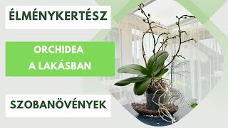 Orchideák: A lakásban való gondozás titkai - Hogyan tud évről évre újra virágozni?