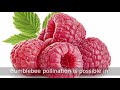 Как использовать шмелиные ульи компании biobest