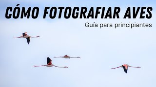 Cómo Fotografiar Aves en vuelo y en reposo: Guía para Principiantes