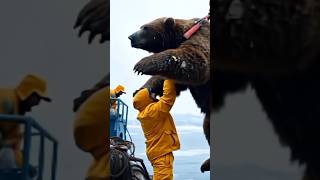 A Large Bear recover (part-1) # #shorts#youtubeshorts #animalcaretips #animalfirstaid #injuredpets