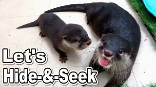 【カワウソ赤ちゃん】こまりが戦う！赤ちゃんズの兄妹喧嘩！Komari fights! Baby otter's Sibling rivalry!【Mari's story】