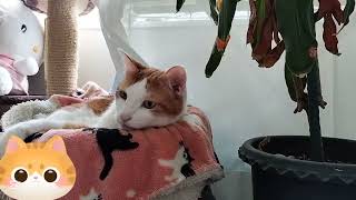 本編３０秒ぐらいの動画😸😸No142😸😸Main video about 30 seconds long 　キレイから寝ます#cat #catlover #cute