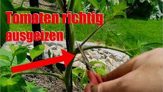 Tomaten richtig ausgeizen