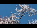 매화꽃만발_벚꽃아닙니다 spring_flowers_in_full_bloom