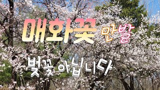 #매화꽃만발_벚꽃아닙니다 #spring_flowers_in_full_bloom