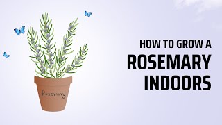 How to Grow Rosemary Indoors: The Ultimate Guide