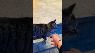 meet a cat in Seomyeon, Busan on a date