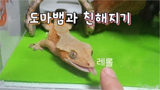 손가락 보고 달려나오는 도마뱀 만들기 [크레스티드게코]