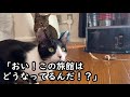 迷い猫を保護したら旅館に化け猫が出ると噂になり、廃業寸前に。ところが..【猫の不思議な話】【朗読】