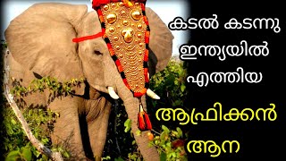 കടൽ കടന്നു വന്ന ആഫ്രിക്കൻ ആനചന്തം || Aanakathakal || mysore zoo elephant ||