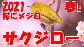 野鳥撮影　野鳥動画　桜にメジロ、サクジロー　Japanese white-eye with Cherry Blossom