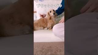 犬語で文句を言う愛犬【ミニチュアダックスフンド】#shorts