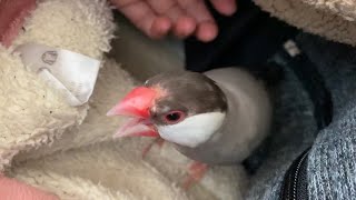 キューキュー甘え鳴きが止まらなくなる文鳥　あずき　java sparrow