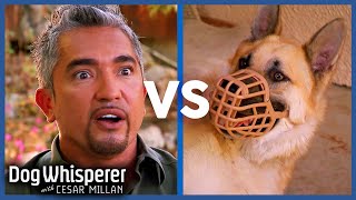 Big Dogs, Big Problems: Cesar VS German Shepherds | Dog Whisperer Marathon