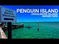 PENGUIN ISLAND | Shoalwater Islands Marine Park