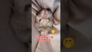 はむ助のヘソ天特集#hamsters #ハムスター #ハムスターのいる生活 #ジャンガリアン