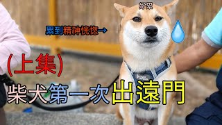 柴犬抵達臺灣最南端+第一次住民宿 上集 #vlog #柴柴 #高雄 #屏東 #墾丁 #後壁湖 #鵝鑾鼻燈塔 #邱家生魚片#寵物友善