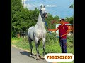 ਮੁੱਝਕੇ ਲਾਈਨ ਦੀ top ਦੀ ਵੇਸ਼ਰੀ ਸੇਲ…rate 3 4o mandeepsekhonalamwala horse horselover sidhumoosewala