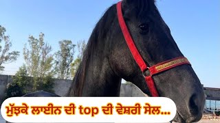 ਮੁੱਝਕੇ ਲਾਈਨ ਦੀ top ਦੀ ਵੇਸ਼ਰੀ ਸੇਲ…rate 3:4o #mandeepsekhonalamwala #horse #horselover #sidhumoosewala