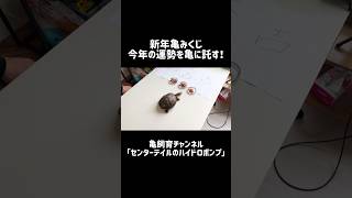 【カメ】新年亀みくじで今年の運勢を占う！！【マレーハコガメ】