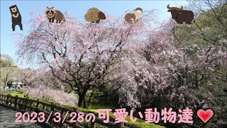 💗2023/3/28　可愛い動物達💗　とべ動物園