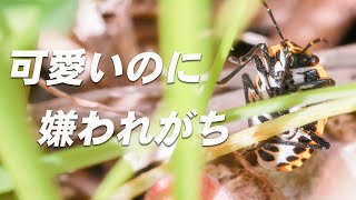 12月に生息!?匂いの先入観が強すぎる嫌われ者【ヒメナガメ】