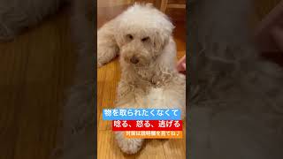 ※説明欄見てね！物を取られたくなくて怒る、唸る等の対策 #犬のしつけ #dog #ドッグトレーニング