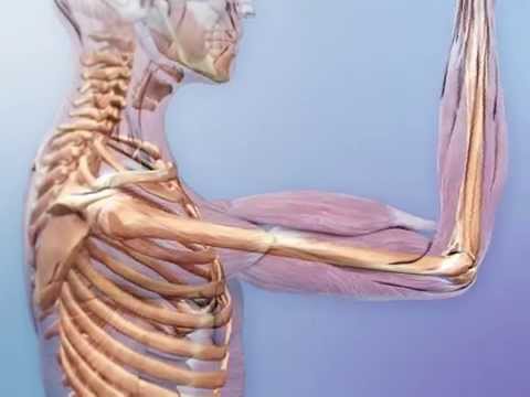 How does the nervous muscular and skeletal system interact?