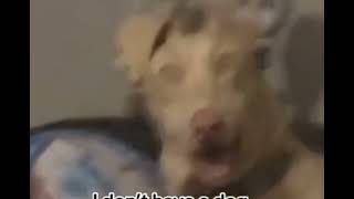 Skinwalkers caught on camera