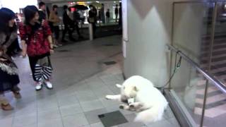 サモエド クローカ「帰らないんだ！」（samoyed kloka）