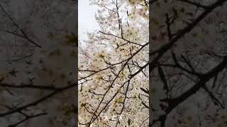 満開の桜からのメッセージ