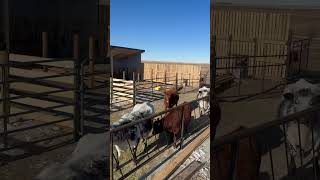 Small Operation Cattle Handling! #angus #ranch #cattlehandling