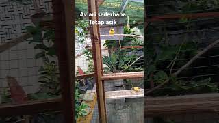 Aviary mini murah meriah