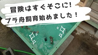 金魚 東錦プラ舟飼育！冬場です！時期を考えたら屋外飼育を始めるに向き不向きで言ったら..😱🙏そこを踏まえて頑張ります🙇‍♂️