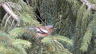 Buchfink (Chaffinch, Fringilla coelebs)