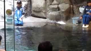 須磨海浜水族園　ラッコのお食事ライブ　美人な二人の飼育員　Having of too beautiful female culture one and sea otter