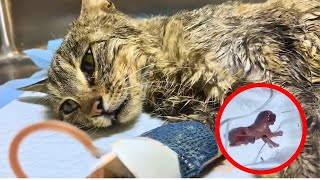 【保護猫】道端を散歩中に男性が弱っている猫を発見→エコーをするとまさかの真実が判明し…【感動する話】