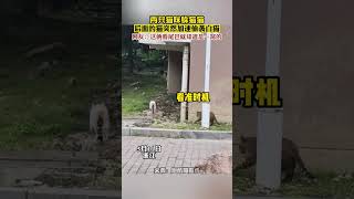 两只猫咪躲猫猫，后面的猫突然加速偷袭白猫，网友:这...