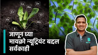 micronutrient fertilizer | सूक्ष्म अन्नद्रव्ये खते