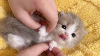 この可愛い子猫たちがあなたの一日を明るくしてくれる ♥